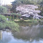 Cherry blossoms over a rippling pond