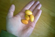 Kumquats - A Super Shot of Vitamin C