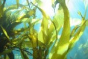 Kelp, Radiation And Panic In North America