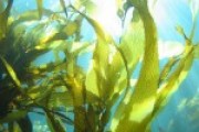 Kelp And Kids, Reactor Update, Vitamin/Nutrition Info