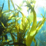 organic-kelp