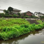 Photo of the equivalent of "Parks & Rec" in Tokyo clear away growth along the river.