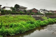 Photo of the equivalent of "Parks & Rec" in Tokyo clear away growth along the river.