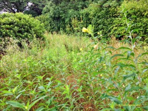 Photo of overgrowth along the Tsurumi River.