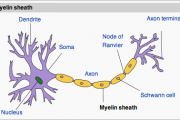 Brain Health and the Food You Eat