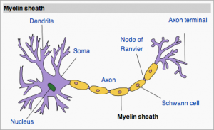 Structure of a typical neuron