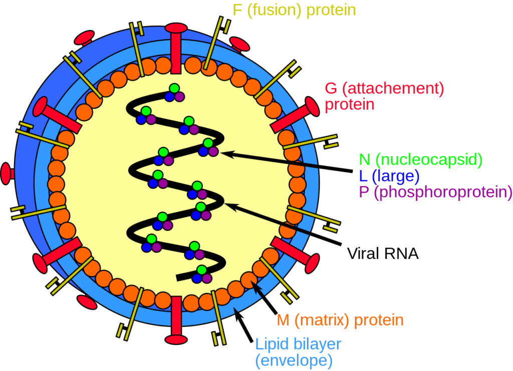 Langya henipavirus structure