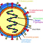 Langya henipavirus structure