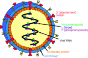 Langya henipavirus structure