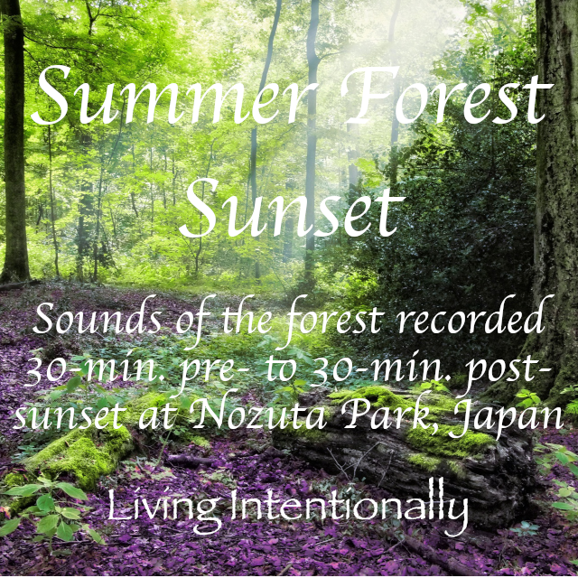 Summer Forest Sunset - 60 Minutes